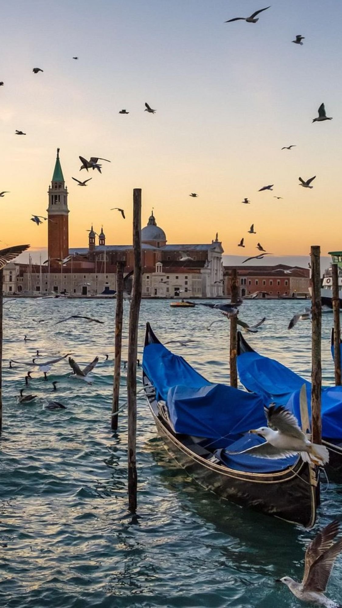 Gondolas with blue covers are moored on the water in Venice at sunset, seagulls soaring overhead and a tall bell tower in the background—an unforgettable scene for your Italy bucket list or first trip to Italy.